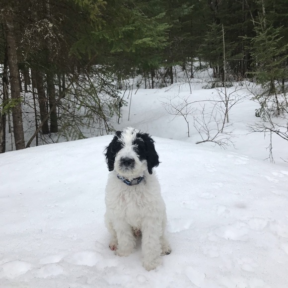 Meet your Posher, Antoine - Picture 1 of 1